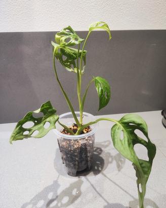 monstera adansonii 