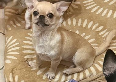 Chihuahua cucciola