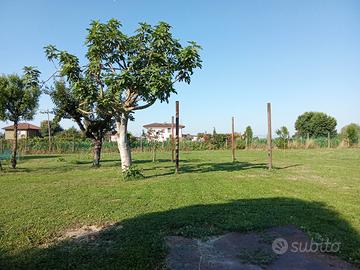 Terreni