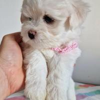 Maltese