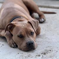 Meraviglioso american stafford shire da adottare