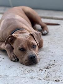 Meraviglioso american stafford shire da adottare