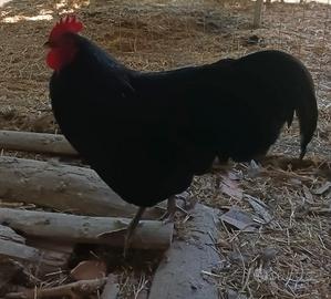 Australorp