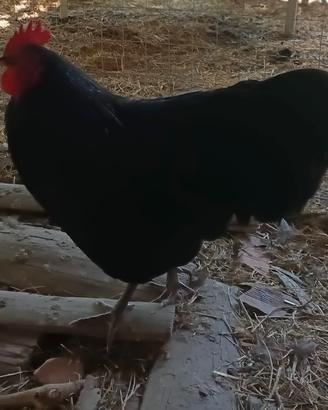 Australorp