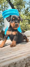 Jagd terrier cuccioli