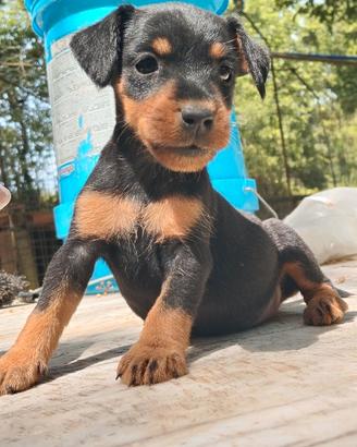 Jagd terrier cuccioli