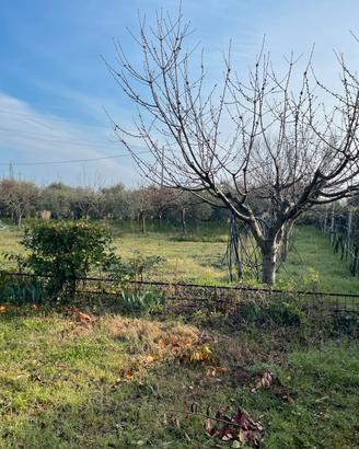 Orto attrezzato 2000 mq - Santarcangelo RN