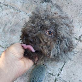 Cane da tartufo