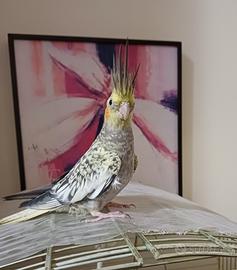 Calopsite allevata a mano