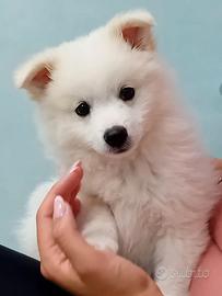 Cuccioli volpino italiano