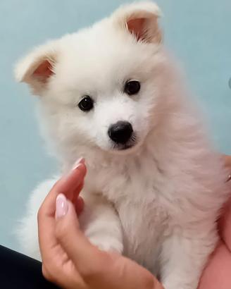 Cuccioli volpino italiano
