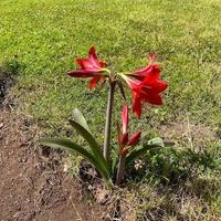 Bulbi di Hippeastrum "Amarillys" rosso.