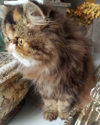 Gatto persiano