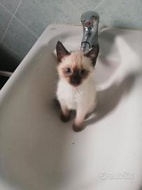 Cucciolo as Siamese femmina