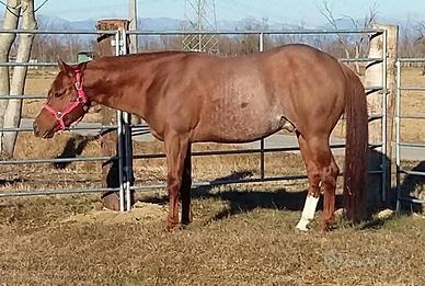 Stallone Quarter Horse