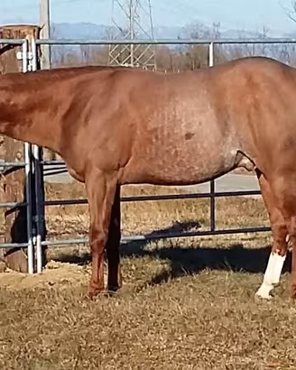 Stallone Quarter Horse
