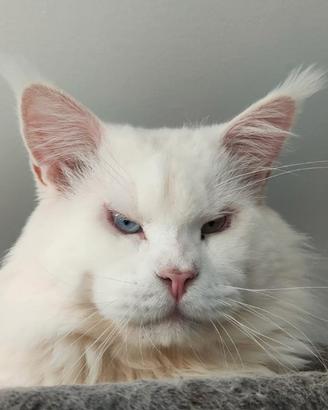 Maine coon