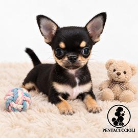 Cucciolo di Chihuahua Toy nero --PAGAMENTO RATE-