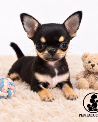 Cucciolo di Chihuahua Toy nero --PAGAMENTO RATE-