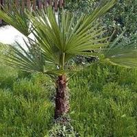 Piante alberi arbusti vari in vaso da 26