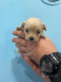 Maltipoo mini Toy
