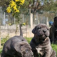 Cuccioli cane corso