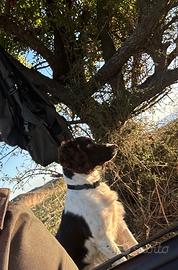 Springer Spaniel