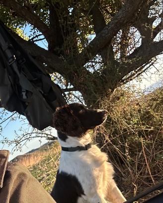 Springer Spaniel