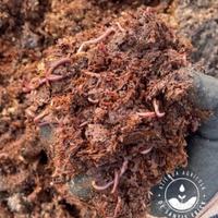 Lombrichi lombricompostaggio