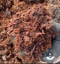 Lombrichi lombricompostaggio