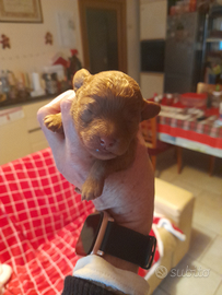 Cuccioli razza Barboncino toy