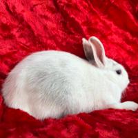 Coppia di conigli nani