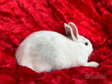 Coppia di conigli nani