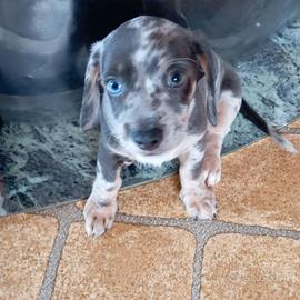 Cuccioli FOTOTIPO bassotto