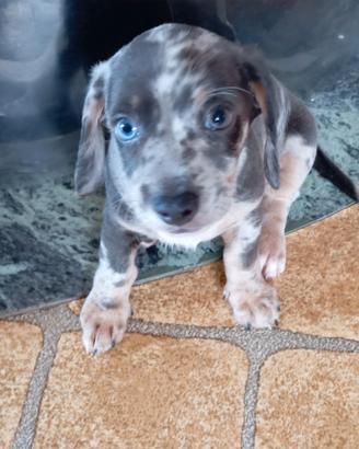 Cuccioli FOTOTIPO bassotto