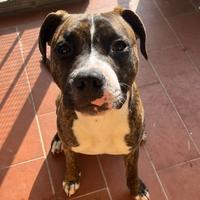 Cucciolo di Amstaff