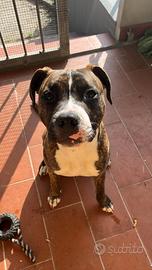 Cucciolo di Amstaff
