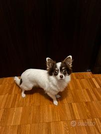 Chiuwawa amorevole mini toy