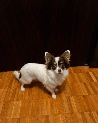 Chiuwawa amorevole mini toy