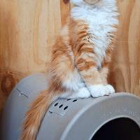 Cucciola Maine Coon con Pedigree