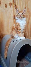 Cucciola Maine Coon con Pedigree