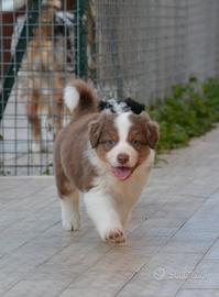 Cucciolo di Pastore Australiano
