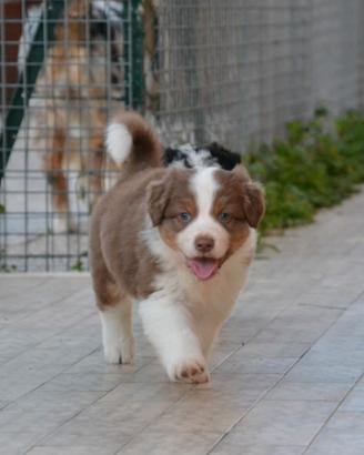 Cucciolo di Pastore Australiano