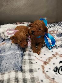 Cuccioli di barboncino Toy Red