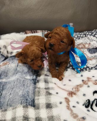 Cuccioli di barboncino Toy Red