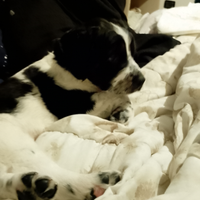 Cuccioli di due mesi incrocio con labrador maremm