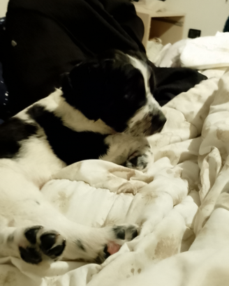 Cuccioli di due mesi incrocio con labrador maremm