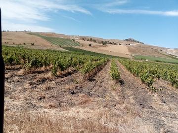 Reimpianto vigneto 2 ettari