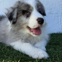 Cuccioli Border Collie con pedigree Enci