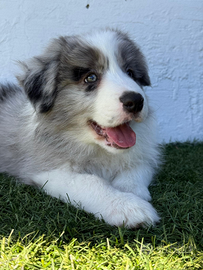 Cuccioli Border Collie con pedigree Enci